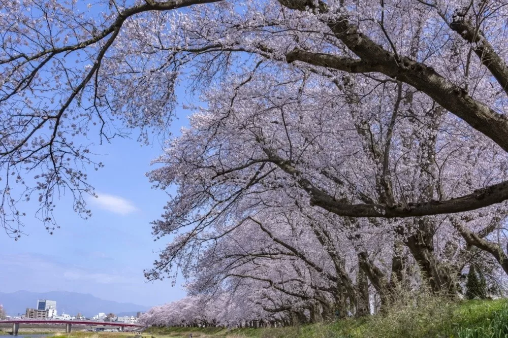 足羽川の桜並木