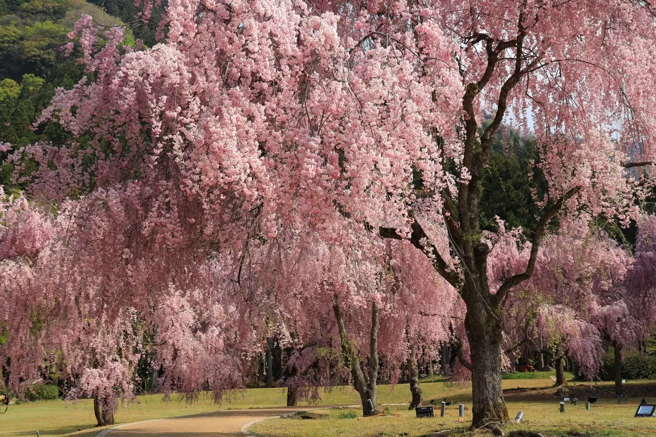 たけくらべ広場