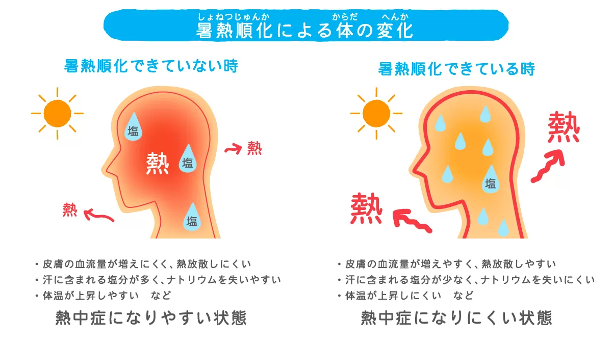 体が暑さに慣れることを「暑熱順化」といいます