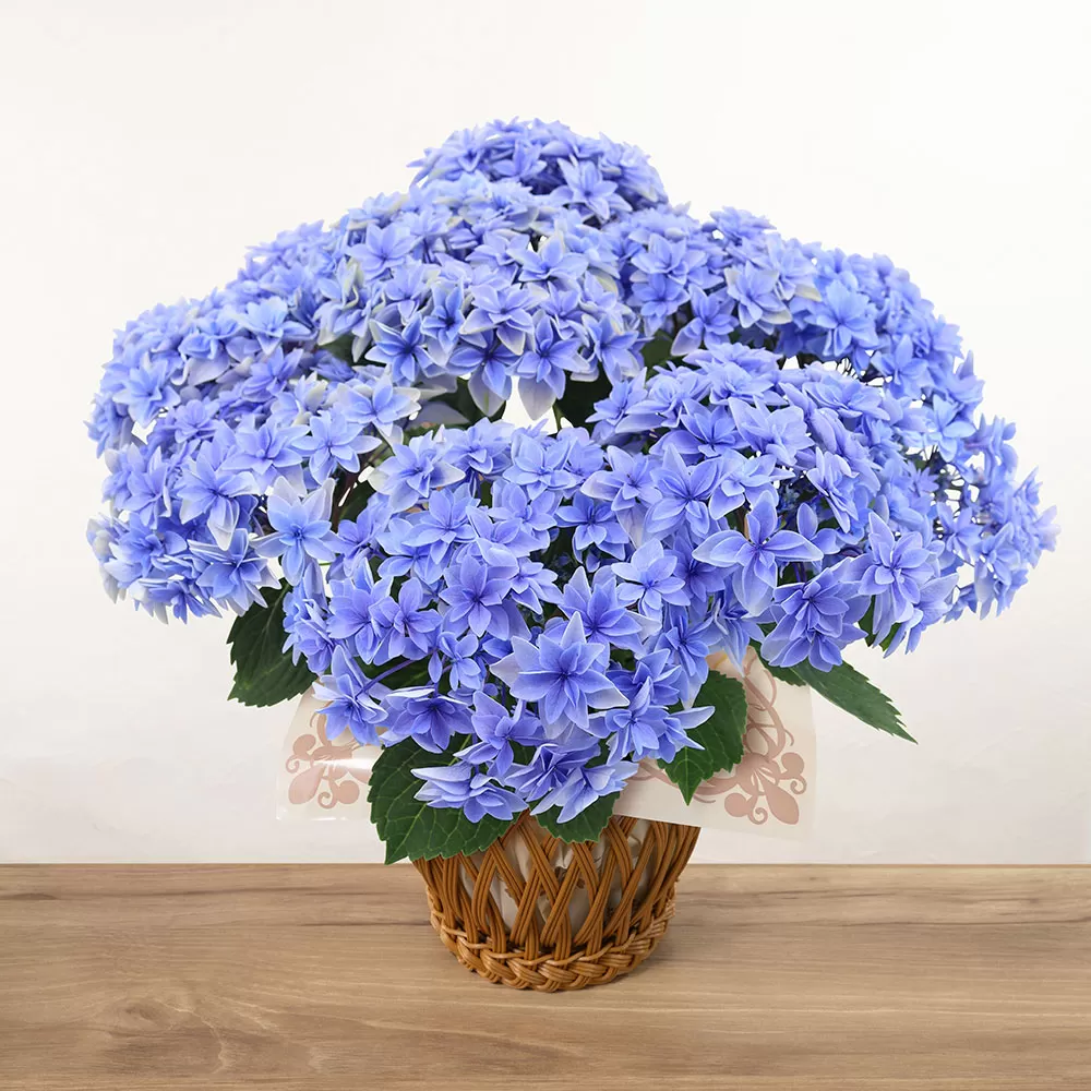 アジサイも種類豊富です