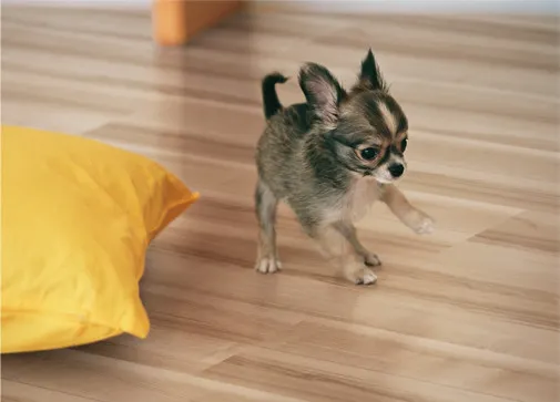 イクタプリオス介護とペット