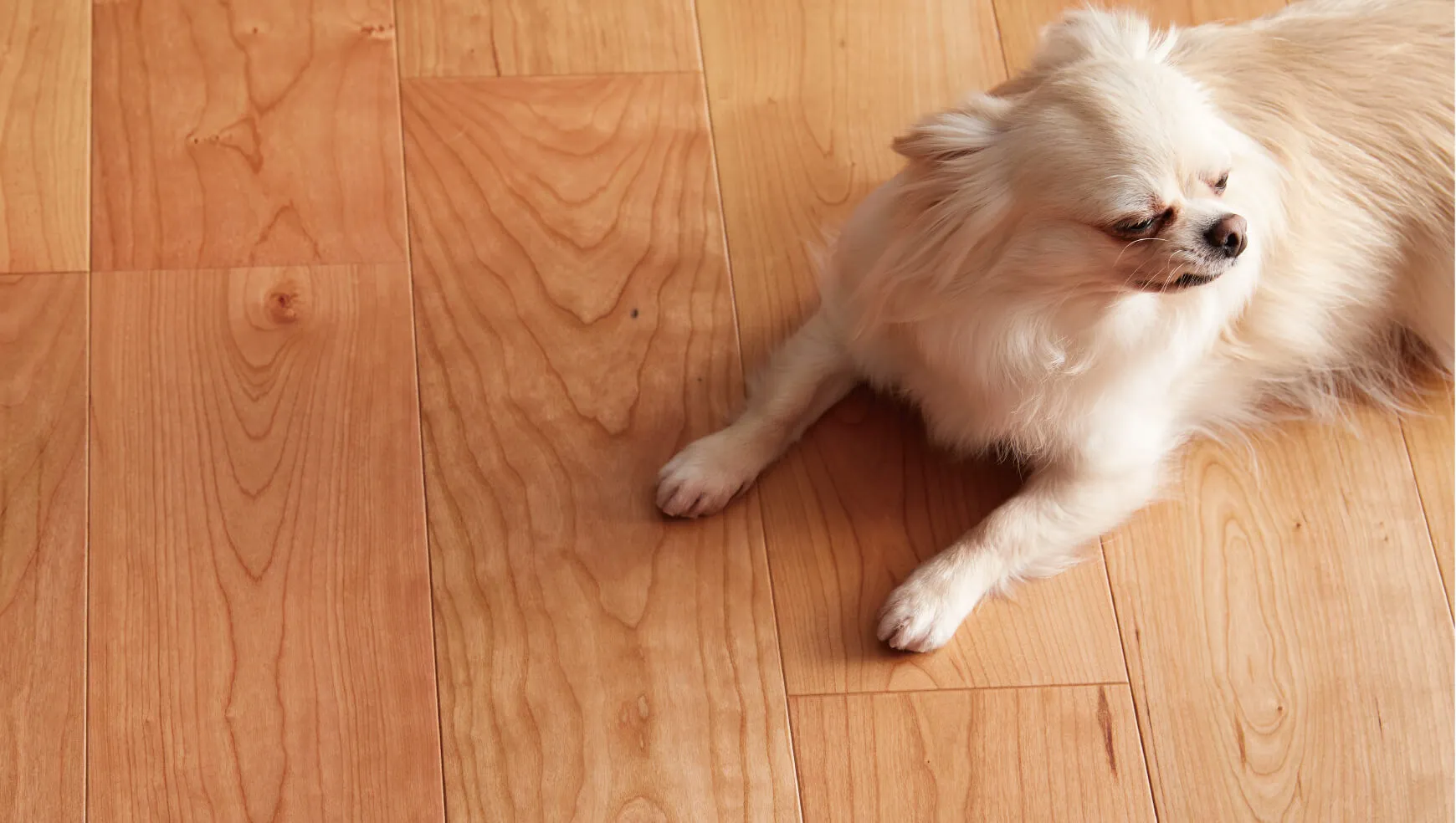 朝日ウッドテックLiveNatural for Dog