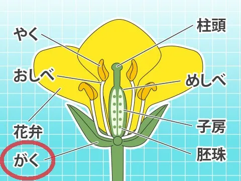 一般的な花の「ガク」